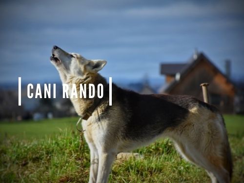 cani rando auvergne